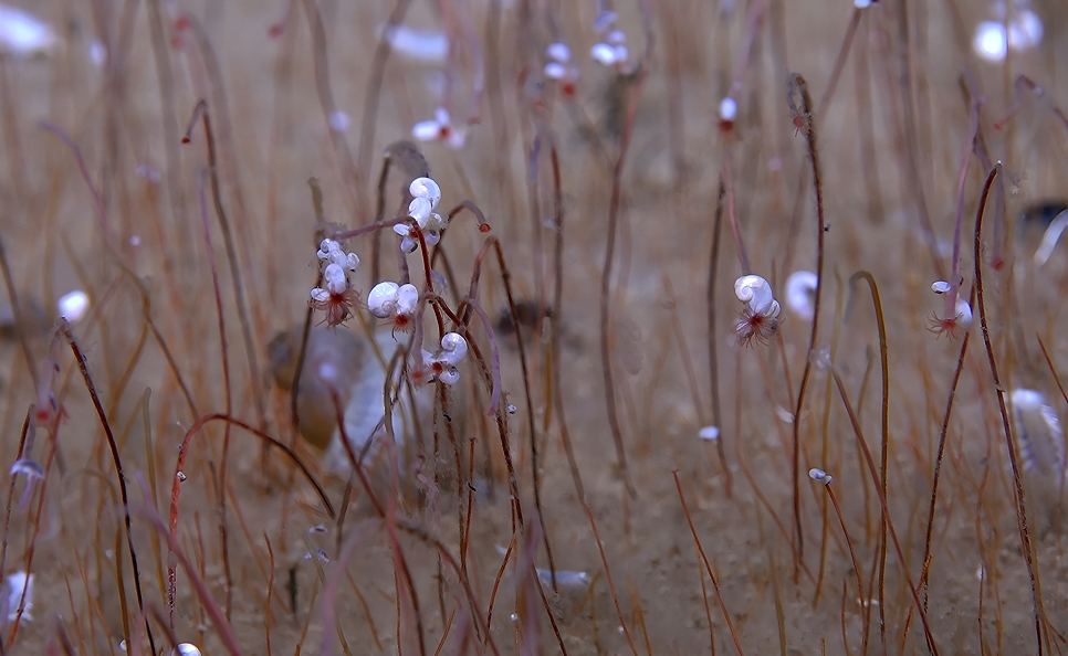 中國科學(xué)院深淵團(tuán)隊(duì)發(fā)現(xiàn)全球最深化能合成生態(tài)系統(tǒng)...